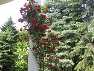 ea_IMG_3769_resize_JPG